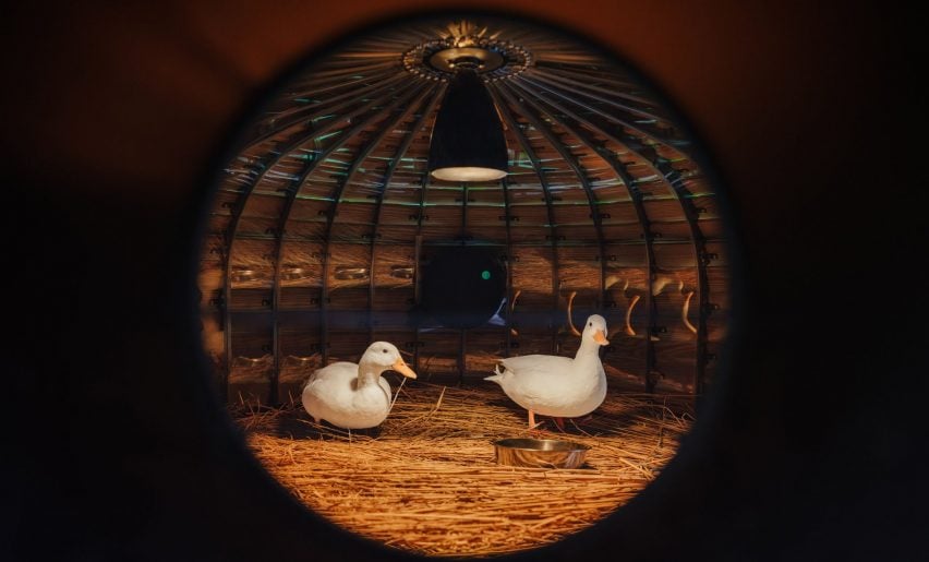 Circular windows and lighting in duck shelter