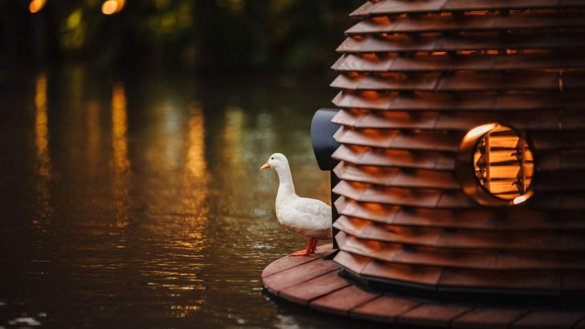 Call duck looking out from shelter at night