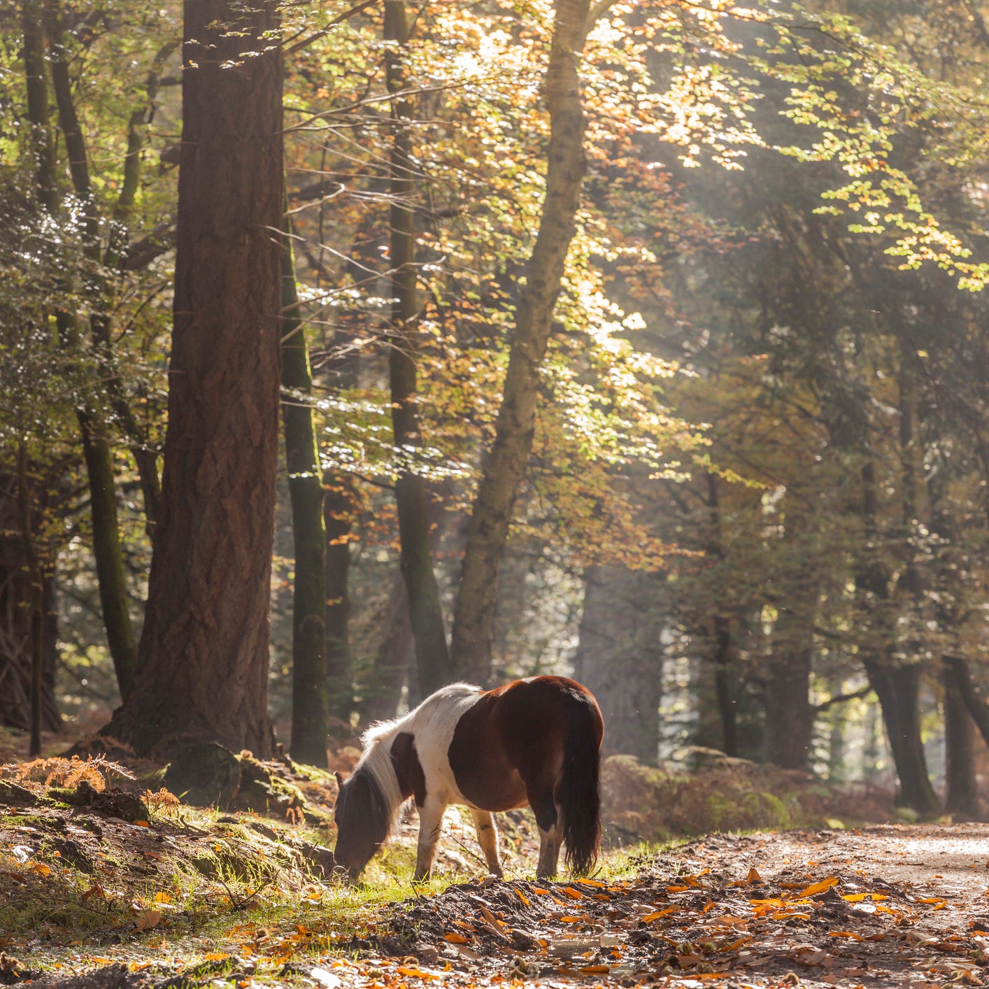 new forest pony and autumn colour