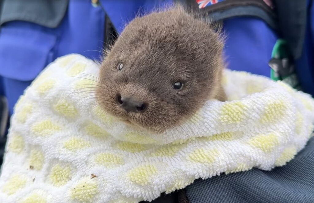 WATCH: ‘Hope’ the tiny abandoned otter is rescued by sanctuary
