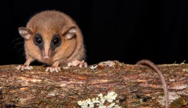 Scientists Photograph Newly-Discovered Marsupial In Peruvian Cloud Forest