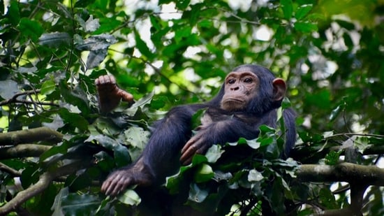 In China, a zoo stopped visitors from playing short clips to a young chimp.(Representational image/Unsplash)