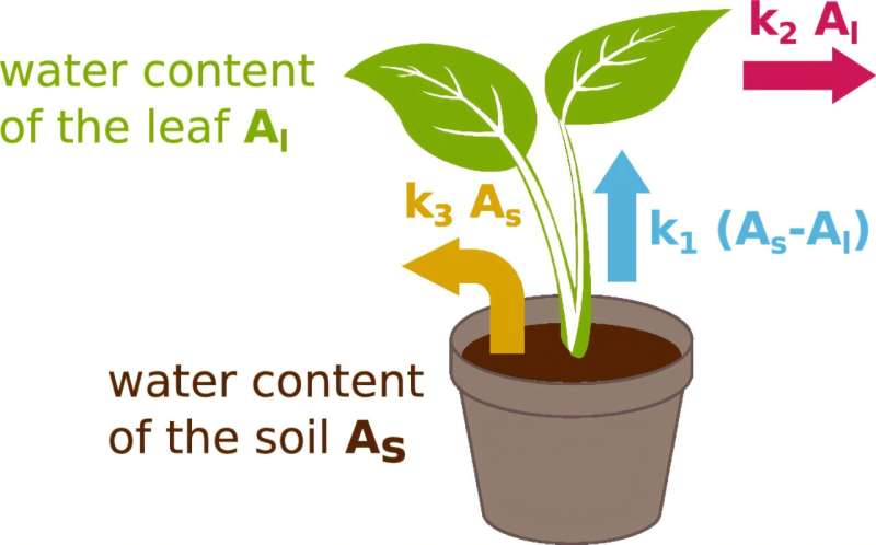 Physicists use terahertz spectroscopy to visualize the water balance of plant leaves