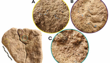 Blue pigment found in Germany rewrites Palaeolithic history