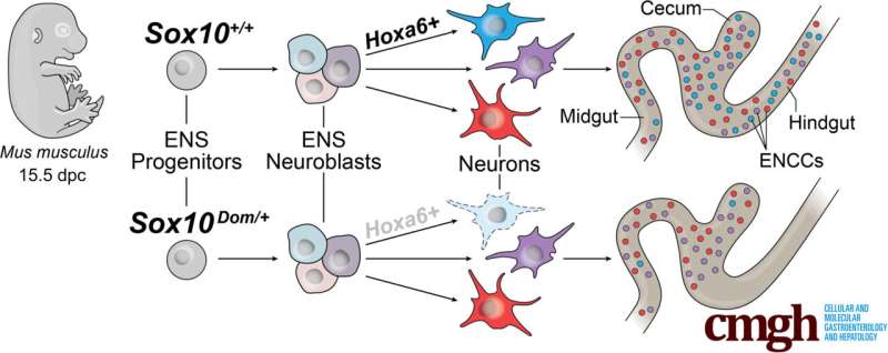 Researchers uncover critical genetic drivers of the gut's 'nervous system' development