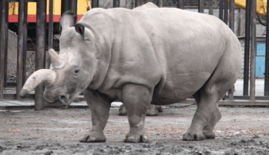 The Only Know Hybrid Between Northern And Southern White Rhinoceroses Was Born In 1977, And It Could Save A Species On The Brink