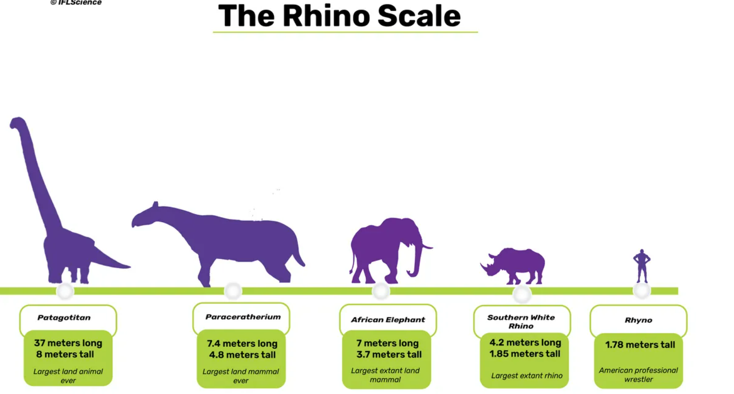 A diagram comparing the size of Paraceratherium to other large mammals and dinosaurs.