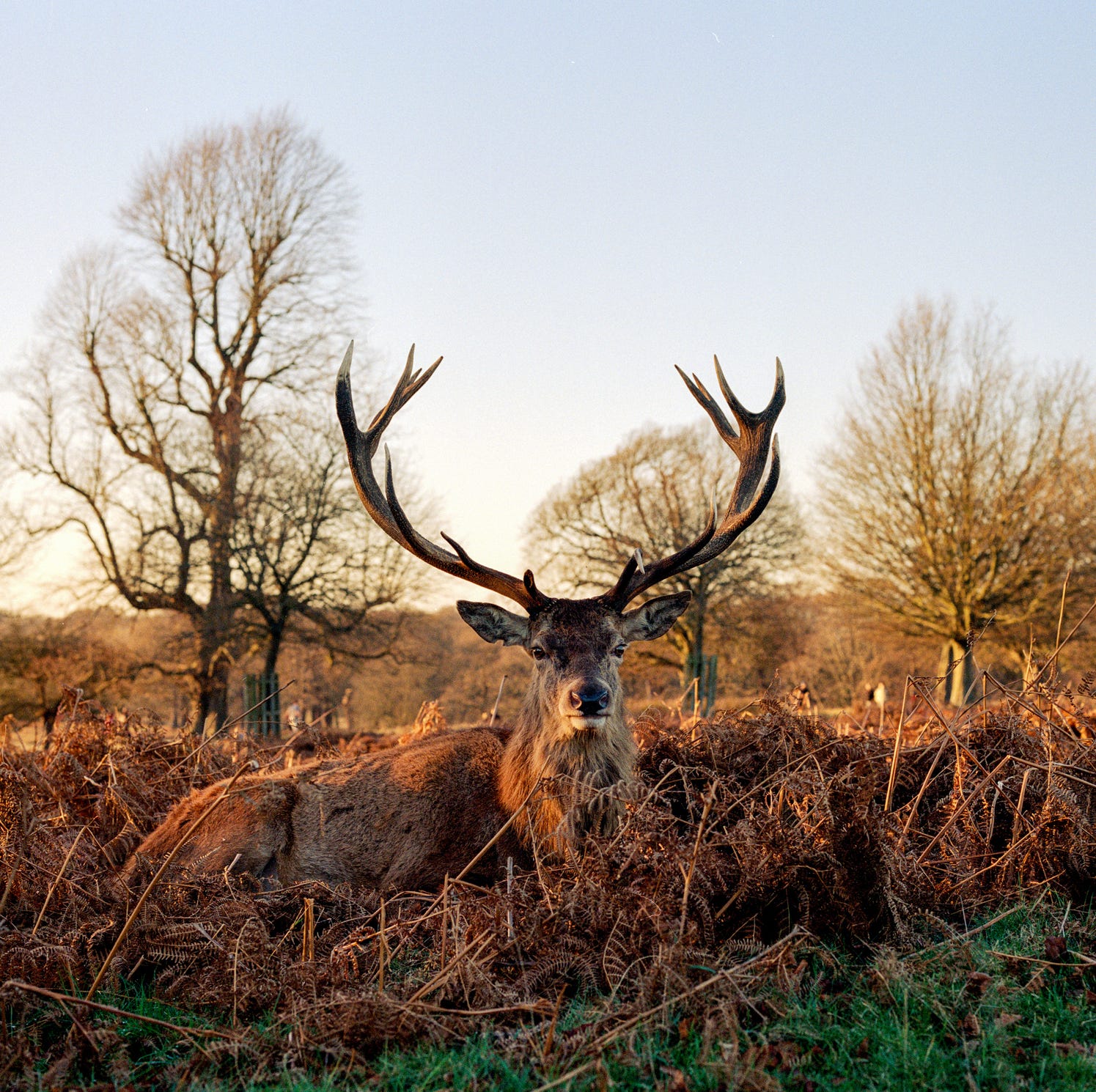stag in richmond park during golden hour