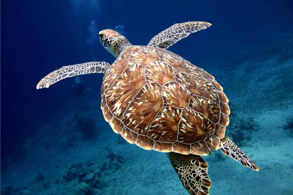 UK introduces landmark legislation to protect world’s ocean