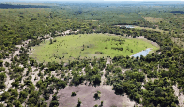 Scientists Stunned As Fairy Circles Expose Massive Hidden Hydrogen Reservoirs Underground