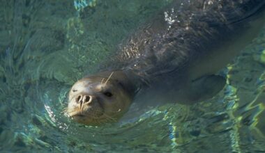 Campaign informs tourists, locals of threats to endangered Monk seals
