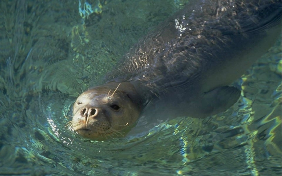 Campaign informs tourists, locals of threats to endangered Monk seals