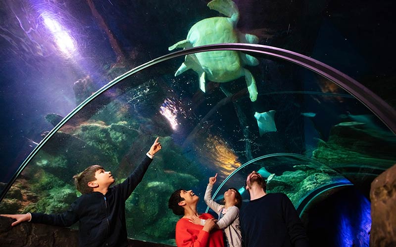 Family looks at turtle at the SEA LIFE London Aquarium