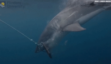 Shark biting wetsuit material