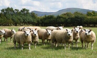 Scotland and Wales to introduce new bluetongue movement rules | Farm News