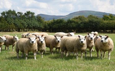Scotland and Wales to introduce new bluetongue movement rules | Farm News