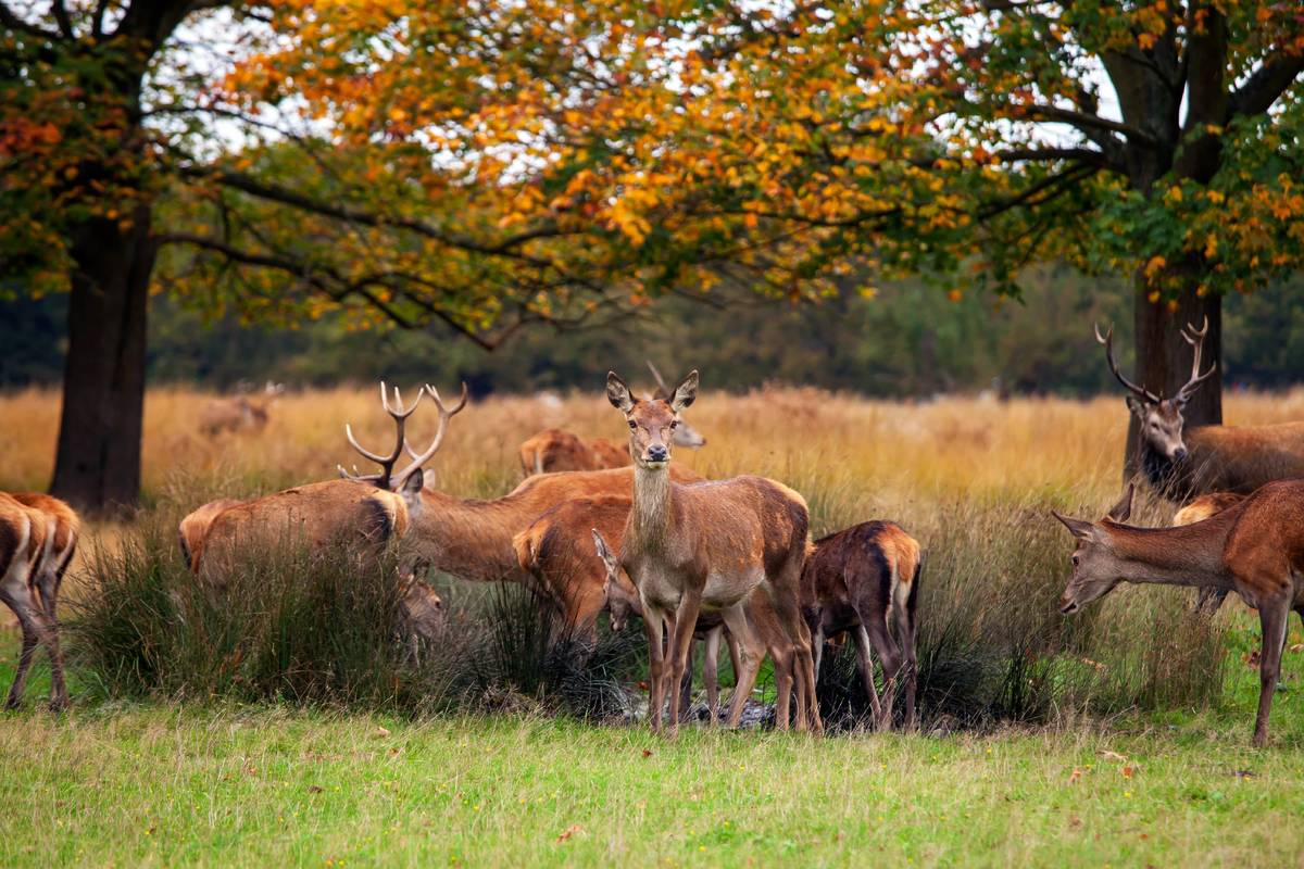 A group of deer in Richmond Park during Autumn