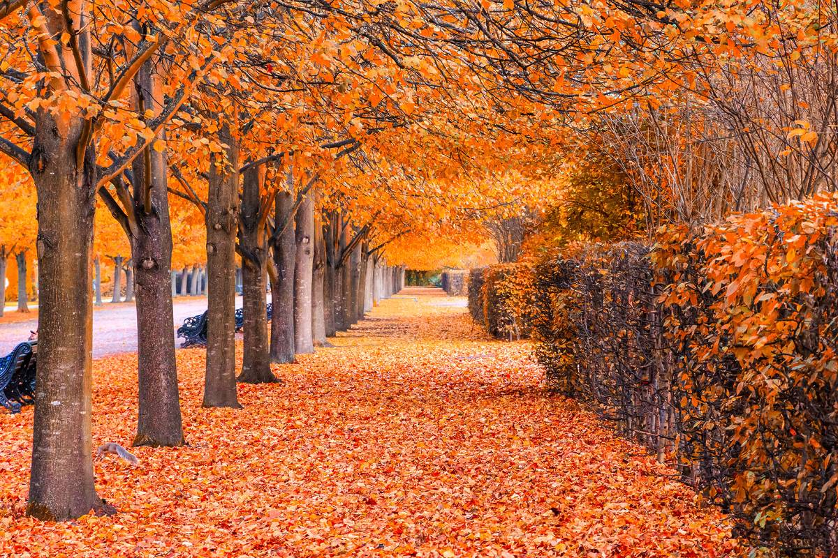 A row of trees in Regent's Park with orange autumnal leaves in the branches and the floor beneath them