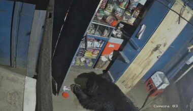 Sloth bear breaks into a provision store at Boys Company, on the outskirts of Coonoor city. Photo: Special arrangement