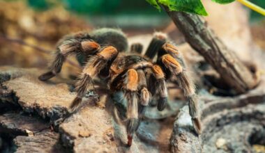 spiders