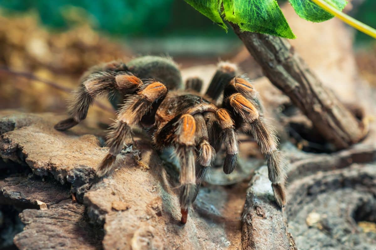spiders