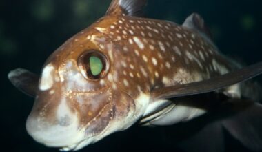 Ghost Sharks Use Teeth on Their Forehead to Have Deep-Sea Sex : ScienceAlert