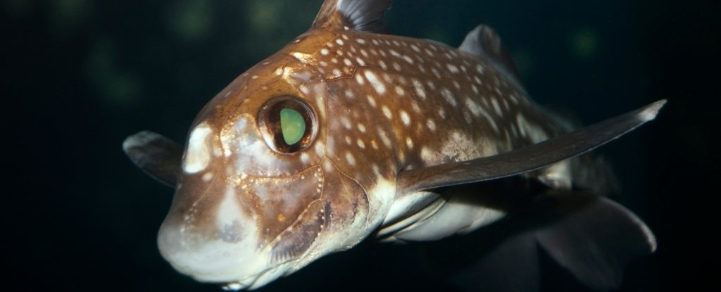 Ghost Sharks Use Teeth on Their Forehead to Have Deep-Sea Sex : ScienceAlert
