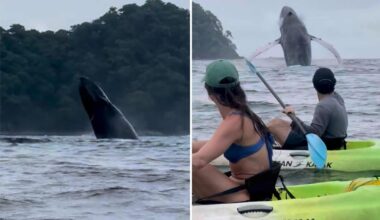 Humpback whale breach spectacle in Costa Rica captured on camera by kayakers