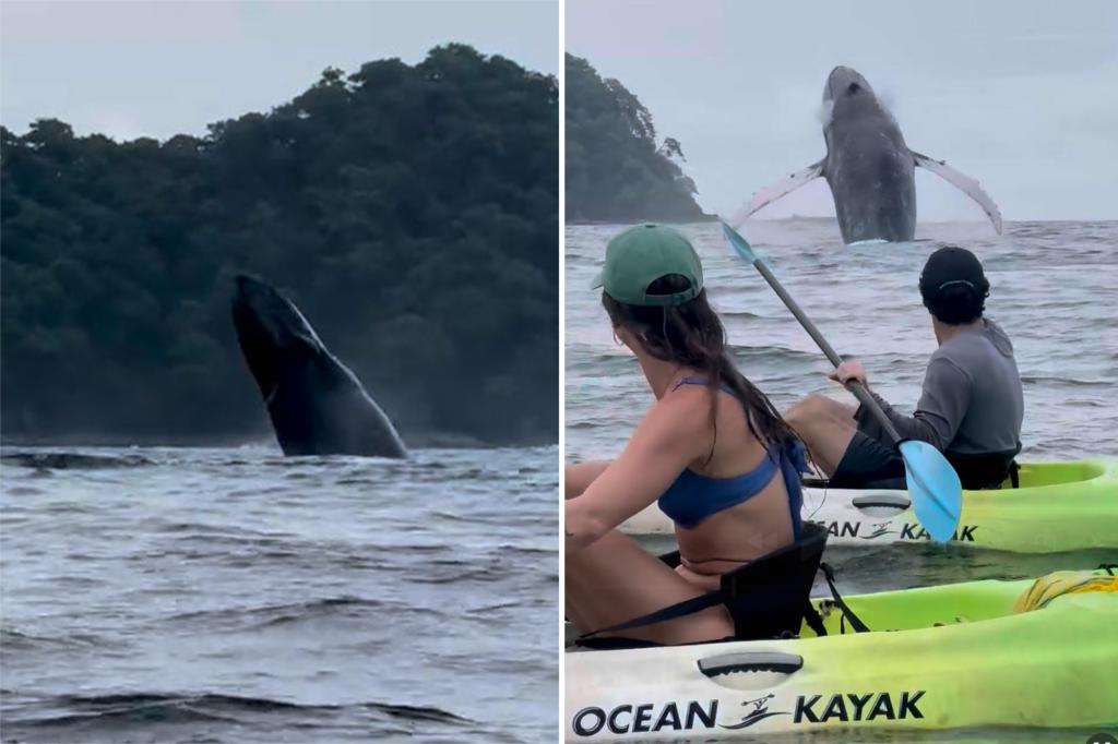 Humpback whale breach spectacle in Costa Rica captured on camera by kayakers