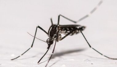 Local chikungunya cases soar in France – POLITICO