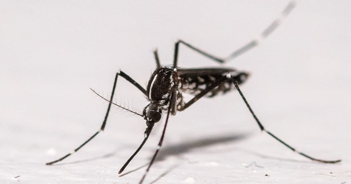 Local chikungunya cases soar in France – POLITICO