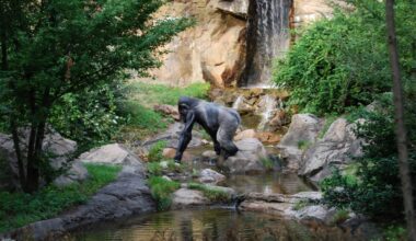 Trail Cameras Unveil Footage Of The World's Rarest Ape, Offering New Hope For Conservation