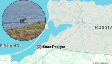 Moose spotted galloping from Poland into Russia - TVP World