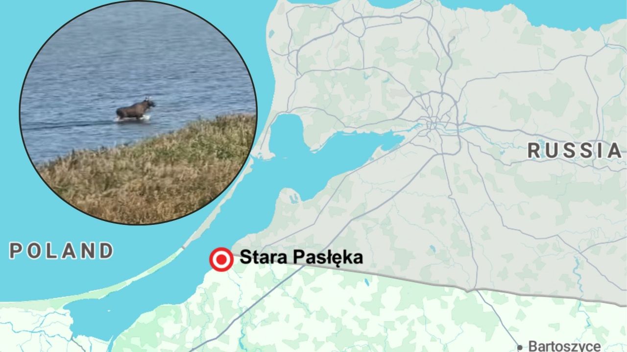 Moose spotted galloping from Poland into Russia - TVP World