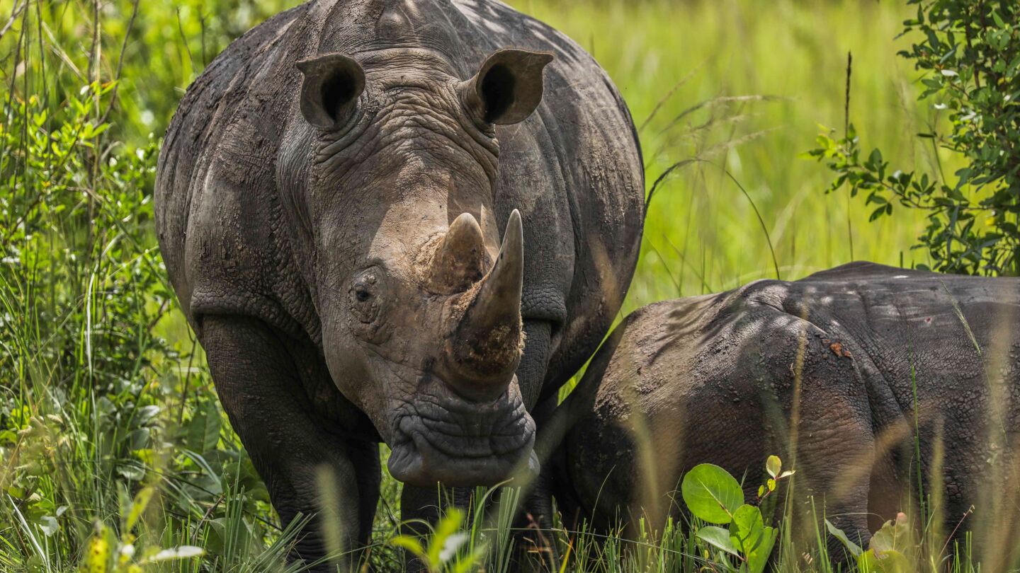 On World Rhino Day, South Africa marks progress but still loses a rhino daily to poachers