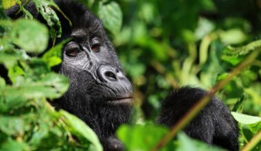 Tourism is helping Uganda’s endangered mountain gorillas make a comeback