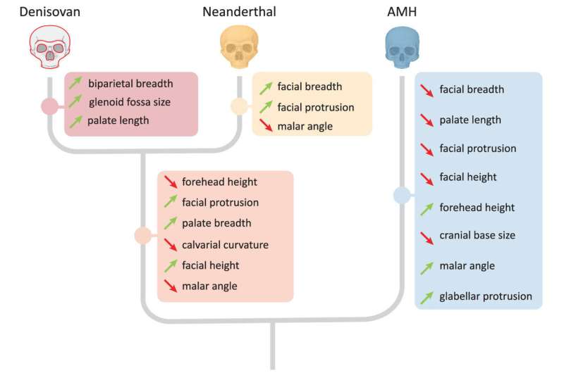 Predicted phenotypic differences between AMHs, Neanderthals, and Denisovans. Credit: Proceedings of the National Academy of Sciences (2025). DOI: 10.1073/pnas.2513968122 Using new genetic tools to identify lost human relatives from fossil record