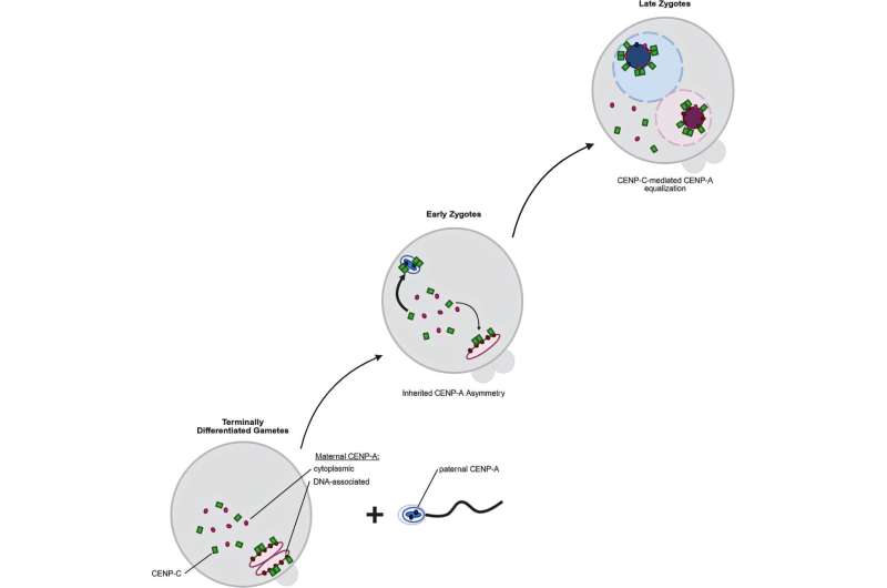 When mom and dad's DNA don't match up, the embryo finds a way