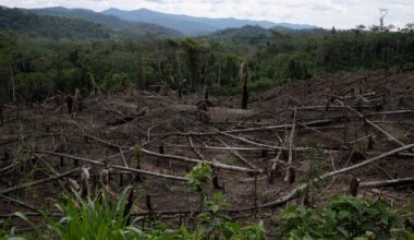Amazon's 'flying rivers' weaken, scientists warn of worsening droughts