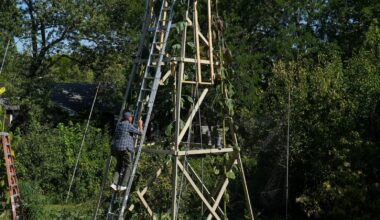 World's tallest sunflower blooms in an Indiana backyard as a tribute to Ukraine