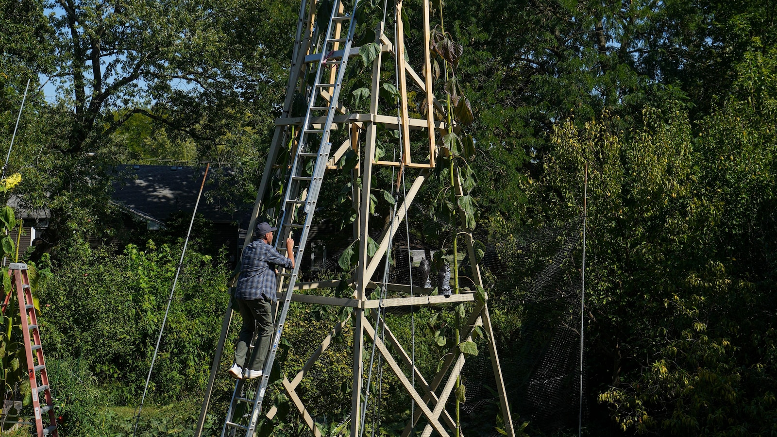 World's tallest sunflower blooms in an Indiana backyard as a tribute to Ukraine