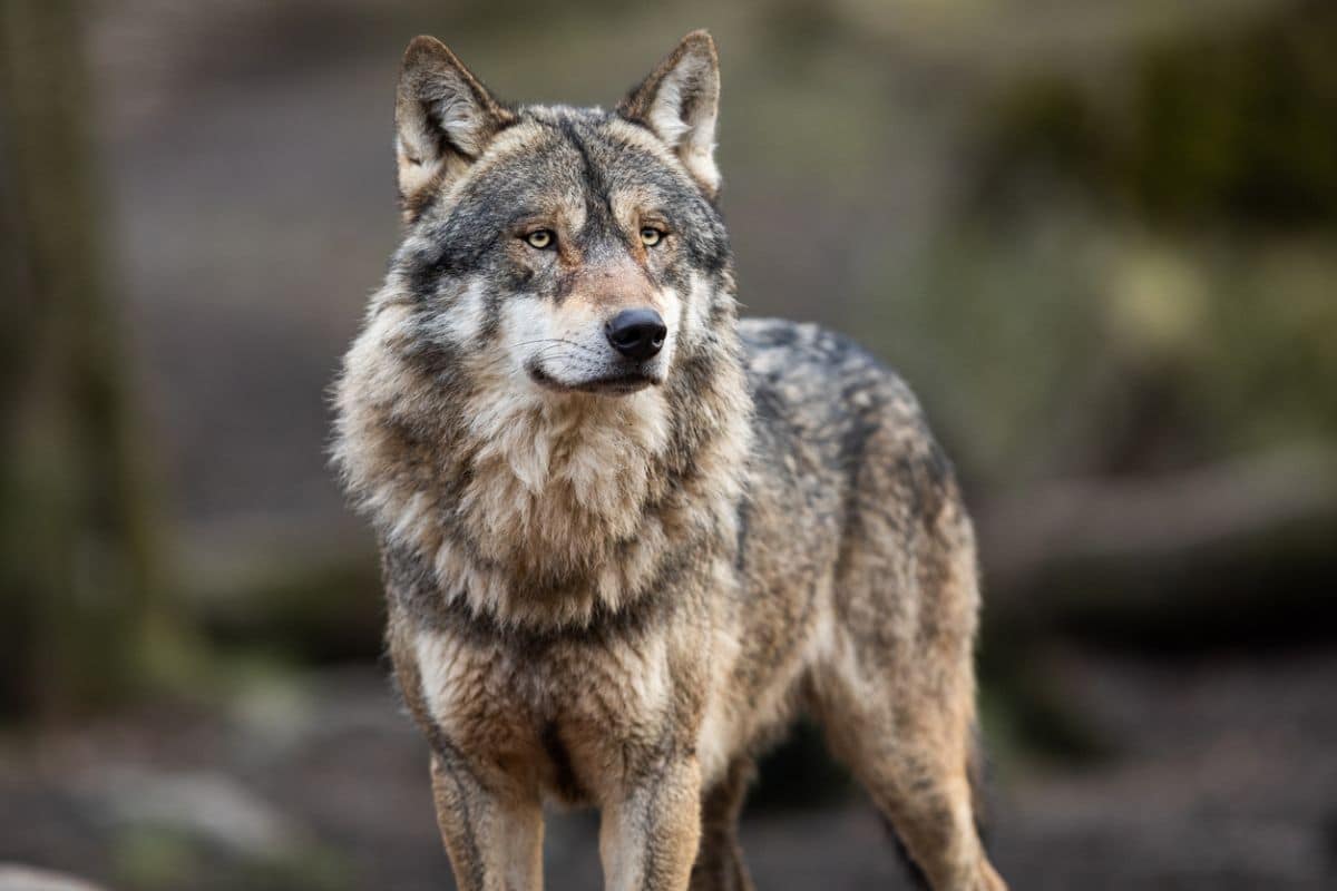 wolves