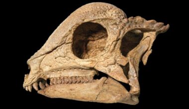 Stunningly Complete Dome-Headed Dinosaur Emerges From The Sands of Mongolia : ScienceAlert