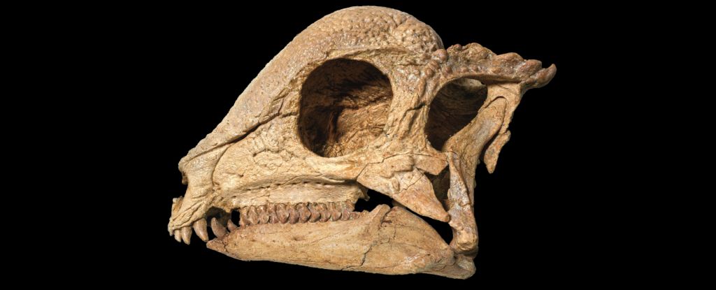 Stunningly Complete Dome-Headed Dinosaur Emerges From The Sands of Mongolia : ScienceAlert