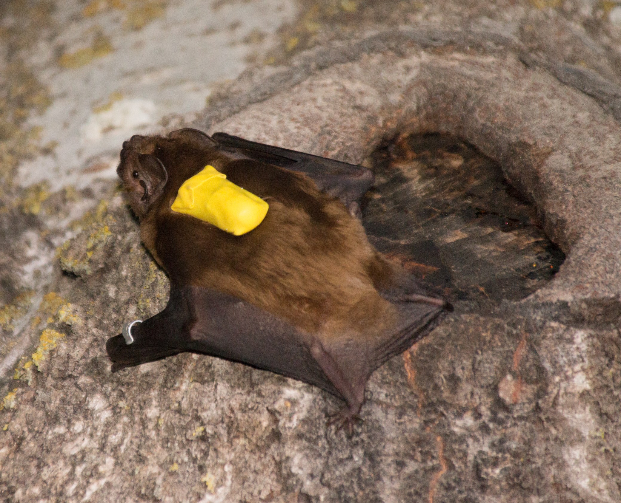 A brown bat with a yellow sensor on its back rests on a rock.