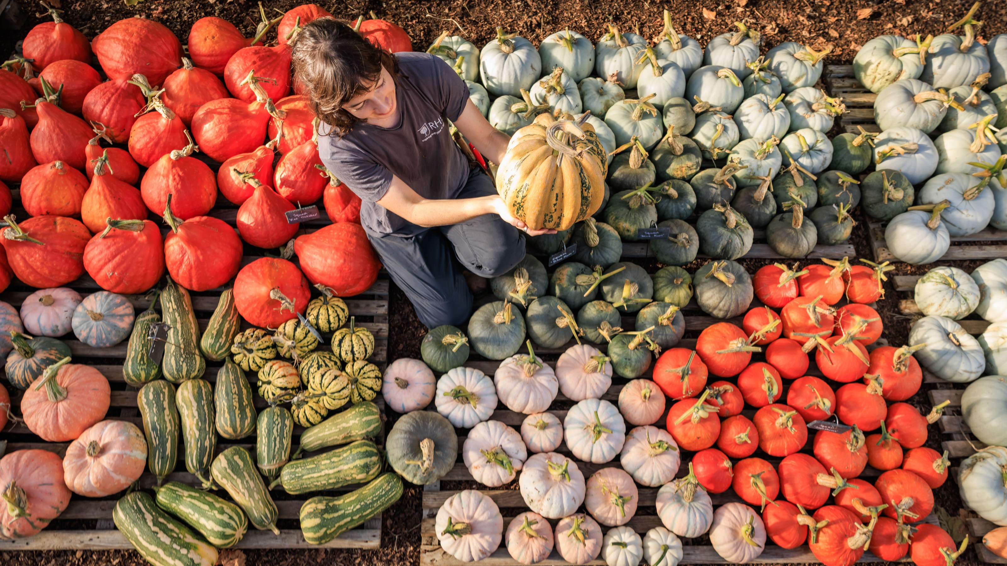 A colourful harvest of pumpkins — and other news in pictures