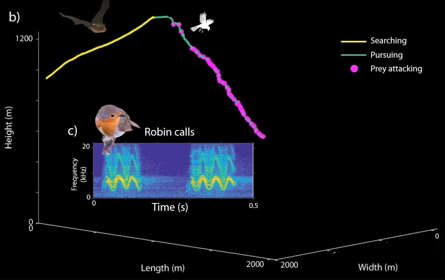 Illustration of a bat's pursuit of a songbird from data showing height, length, width, and a spectrogram of robin calls.