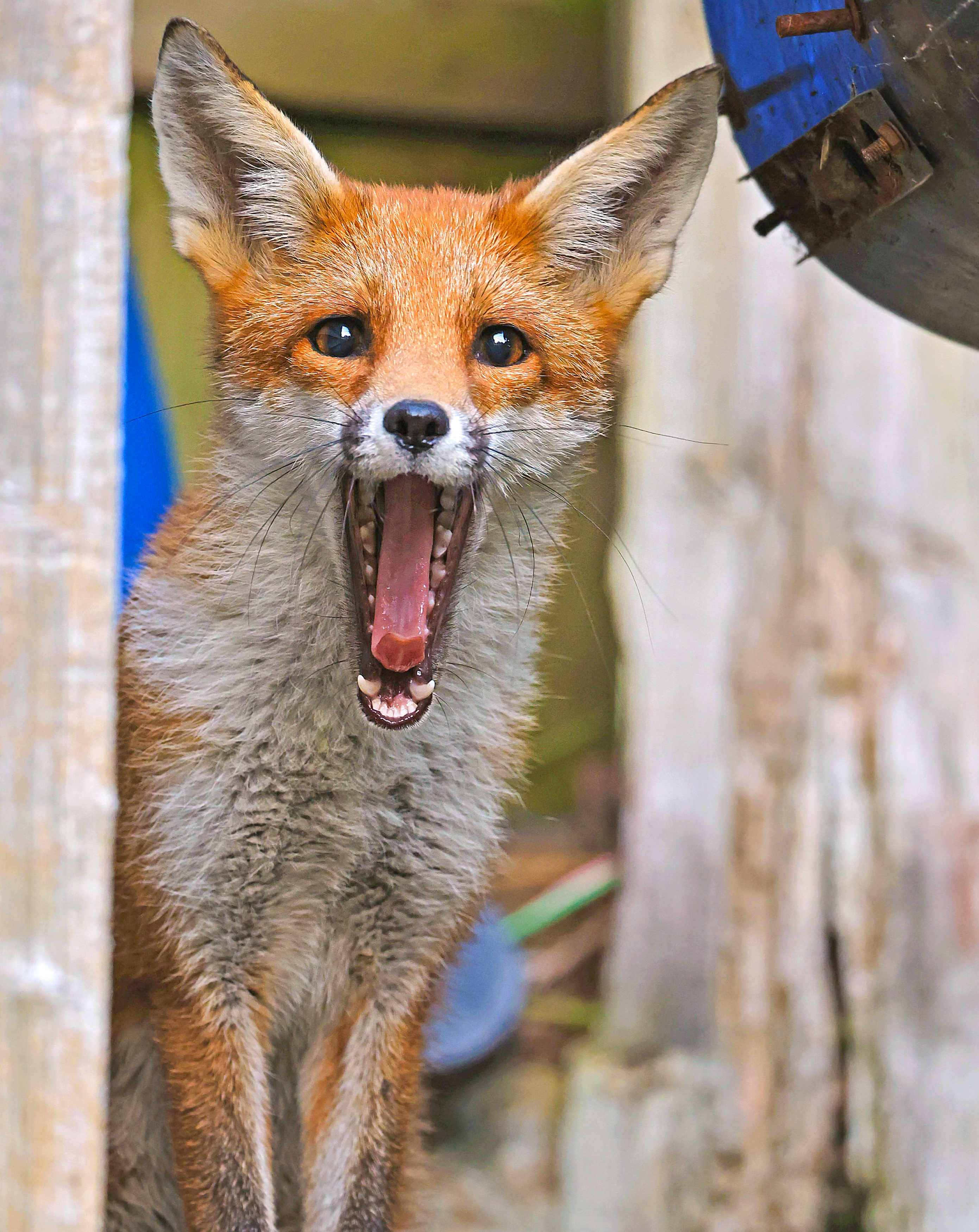 Fox playing peak-a-boo by Dimitar Nedelchev
