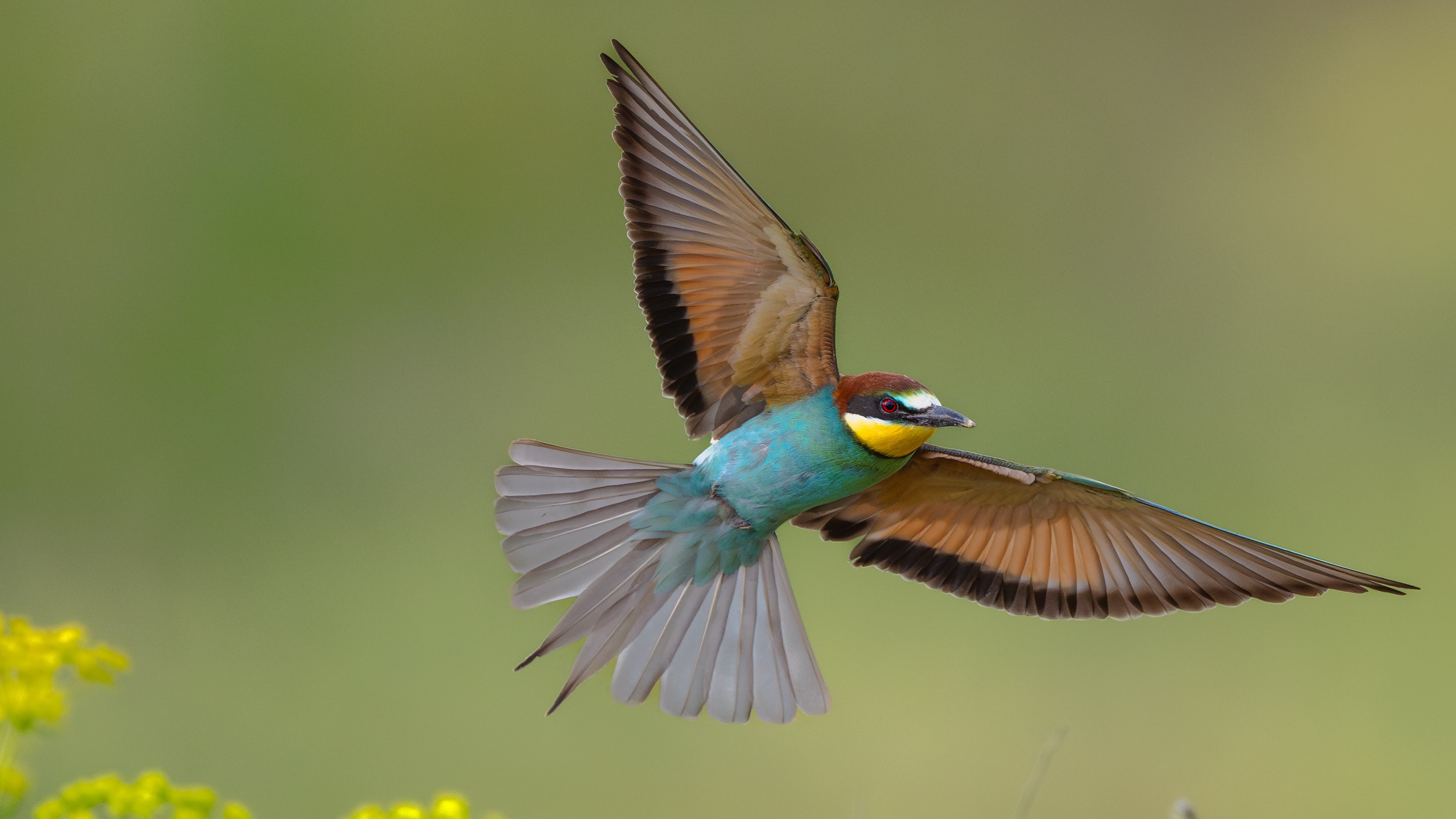 Winning images from the Bird Photographer of the Year 2025