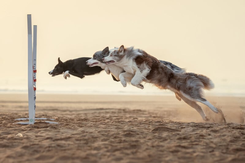 Three dogs leap over a hurdle on a sandy beach during an agility competition, with motion blur and golden light highlighting their athletic movement.